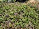 Nízké porosty s rojovníkem grónským (Rhododendron groenlandicum) a šichou oboupohlavnou (Empetrum hermaphroditum) ve vlhčích depresích a na okrajích sněhových výležisek či vrchovišť. Foto T. Kučera
