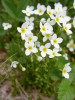 Houstonia caerulea z čeledi mořenovitých (Rubiaceae) v nižších polohách kvete modře, endemická alpínská varieta faxonorum kvete bíle a roste v obvodu sněhových výležisek. Foto T. Kučera