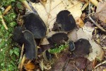 Ušinka nepravidelná (Ionomidotis irregularis), Boubínský prales. Foto M. Kříž