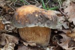 Hřib bronzový (Boletus aereus), obora Bulhary. Foto M. Kříž