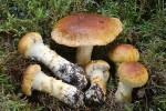 Pavučinec podsaditý (Cortinarius saginus), údolí Hodonického potoka. Foto M. Kříž