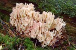 Kuřátka načervenalá (Ramaria rubripermanens), Dračí skály. Foto J. Holec