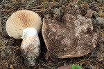 Čirůvka obrovská (Tricholoma colossus), Maštale. Foto M. Kříž