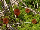Hlízenka vodní (Myriosclerotinia caricis-ampullaceae), Rokytecké slatě. Foto J. Holec