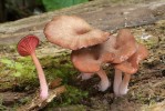 Kalichovka lužní (Arrhenia discorosea), Květné jezero. Foto M. Kříž