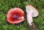 Holubinka rašelinná (Russula helodes), Malá niva na Šumavě. Foto M. Kříž
