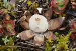 Hvězdovka Pouzarova (Geastrum pouzarii), Bílinka. Foto M. Kříž