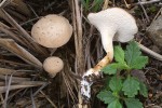 Choroš travní (Polyporus rhizophilus), Oblík. Foto M. Kříž