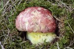 Hřib královský (Butyriboletus regius), hráz rybníka u Jesenice (okres Rakovník). Foto M. Kříž