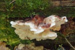 Modralka laponská (Amylocystis lapponica), Boubínský prales. Foto J. Holec