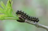 Housenka hnědáska osikového po přezimování pokračuje v žíru na rašícím jasanu ztepilém (Fraxinus excelsior). Foto V. Vrabec