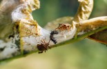 Významným predátorem housenek  se na lokalitě výskytu jeví dravá kněžice ostrorohá (Picromerus bidens).  Foto V. Vrabec