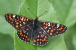 Čerstvě vylíhlý samec hnědáska osikového (Euphydryas maturna). Foto V. Vrabec