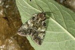 Po r. 2007 se blýskavka žlutokřídlá (Polyphaenis sericata) začíná vyskytovat na jižní a jihovýchodní Moravě stále častěji. Jižní Morava, Boří les u Valtic. Foto Z. Laštůvka