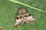 Šíření blýskavky mrkvové (Eucarta amethystina) je v posledních letech pozorováno i v okolních zemích. U nás ji poprvé chytil Jan Šumpich v oblasti Soutoku v r. 2011. Slovenský kras, Plešivec. Foto Z. Laštůvka