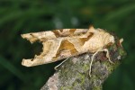 Tažná blýskavka mramorovaná (Phlogophora meticulosa) je schopna přečkat místní zimu ve stadiu housenky, příležitostně i jako kukla nebo dospělec. Brno. Foto Z. Laštůvka