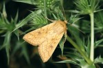 Plavokřídlec žloutkový (Mythimna vitellina) se na našem území objevuje v posledních 20 letech poměrně často. Ve Středozemí je běžný. Břeclav. Foto Z. Laštůvka