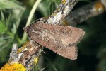 Téměř kosmopolitní, tažná osenice cizokrajná (Peridroma saucia) – ve střední Evropě spíše vzácný host. Jižní Francie, Montpellier. Foto Z. Laštůvka