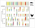 Srovnání jedné sady chromozomů strunatce před první celogenomovou duplikací se sadou chromozomů kura domácího (Gallus gallus domesticus). Chromozomy znázorněné v horní řadě odrážejí stav těsně před první CGD a sestávají ze 17 vazebných skupin – paralogonů. Rámeček zahrnuje odpovídající chromozomy kura domácího. Ne všechny z 39 autozomů (nepohlavních chromozomů) kura se podařilo přiřadit. Mikrochromozomy, chromozomy 11–39 (podle definice Mezinárodního konsorcia pro sekvenaci genomu kura domácího), jsou znázorněny o polovinu kratšími ovály než ostatní, větší chromozomy (makrochromozomy a přechodný typ střední velikosti). Barevně je vyznačeno rozmístění genů, vystopované podle umístění ptačích ohnologů a neduplikovaných ekvivalentů prvotního strunatce na chromozomech. Velikost barevných polí neodpovídá počtu genů ve skupinách, které tato pole znázorňují. Některé vazebné skupiny genů, které se pravděpodobně nacházejí na nejmenších mikrochromozomech, nebyly dosud u kura spolehlivě identifikovány. V tom případě jsou nahrazeny chromozomy zebřičky pestré (Taeniopygia guttata; z16, z31, z32, z33, z35, z36, z37). Schéma je sestaveno podle informací, které podává T. D. Lamb (2021). Přiřazení genů k chromozomům zebřičky bylo aktualizováno pomocí nejnovější sekvence genomu. Na obr. 5 si lze rovněž povšimnout, že geny IRF z obr. 4, které se nacházejí u kura na chromozomech 2 (IRF4), 20 (IRF10) a 11 (IRF8), jsou duplikáty genu z vazebné skupiny 10 prvotního strunatce. IRF9 nebyl u kura dosud popsán. Orig. J. Nehyba 