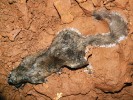 Černé kulovité plodničky Acaulium caviariforme na srsti mrtvého plcha. Gombasecká jeskyně. Foto A. Nováková