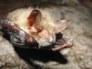 Nárosty Pseudogymnoascus destructans na těle netopýra velkého (Myotis myotis). Foto A. Kubátová
