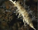 Dimargaris bacillispora –  sporangiofory vyrůstající z těla stejnonožce Mesoniscus graniger. Foto A. Nováková