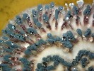 Detail okraje kolonie štětičkovce Penicillium vulpinum  s viditelnými svazky konidioforů – synnematy. P. vulpinum patří mezi koprofilní druhy  mikroskopických hub. Jeho kolonie bývají  často nacházeny  v jeskyních  na exkrementech  různých živočichů. Foto A. Nováková
