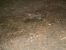 Netopýří dropinky s výraznými žlutými koloniemi nově popsaného druhu Chrysosporium speluncarum byly odebrány v jeskyni Čertova diera, Slovensko. Foto A. Nováková