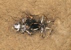 Kostra žáby s bílým porostem  houby Botryosporium longibrachiatum.  Slovensko-maďarský jeskynní systém  Domica-Baradla. Foto A. Nováková