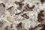 Bojující dělnice rodu Tetramorium. Foto P. Pech