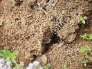 Hnízdo (obr. 16) a vstup do hnízda mravence toulavého (Camponotus vagus, 17) se světlomilnými rostlinami. Foto P. Kovář