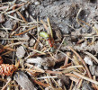 Jedinec Formica sp. s ulovenou housenkou – další příklad pozitivního vlivu. Foto P. Pech