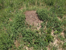 Živé hnízdo rodu Formica s ožankou kalamandrou (Teucrium chamaedrys)