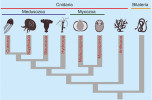 Schematické znázornění evoluce žahavců (Cnidaria). Rybomorky (Myxozoa) jsou umístěny na bázi skupiny Medusozoa, jež zahrnuje čtyřhranky (Cubozoa), medúzovce (Scyphozoa),  kalichovky (Staurozoa) a polypovce (Hydrozoa). Délka větví v kladogramu není směrodatná. Orig. P. Bartošová-Sojková