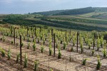 Osluněná vinice v nízkém ranním světle. Ranní a večerní osvětlení dává vyniknout i plochým tvarům a konturám. Foto T. Kučera