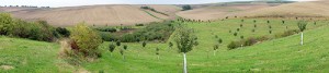 Panoramatický pohled zachycující vý­sadbu ovocného sadu na mírně svažitém reliéfu Hodonínska. Obr. je automaticky složen v režimu panorama z více snímků. Foto T. Kučera