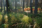 Interiér lesa v ranním protisvětle vynikne jen díky použití HDR režimu. Foto T. Kučera