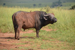 Afričtí buvoli (rod Syncerus) patří mezi největší zástupce turů (až 900 kg) a současně přežvýkavých sudokopytníků (Ruminantia). Jejich specializace na dokonalé využití přijímané potravy jim nejspíše neumožňuje vytvářet formy velikostně srovnatelné s nosorožci a chobotnatci. Národní park Kidepo v Ugandě. Foto J. Robovský
