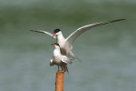 Rybák obecný (Sterna hirundo) –  elegantní letec lovící kořist střemhlavým pádem na hladinu. Nepočetně hnízdí na ostrůvcích Nadějských rybníků. Foto J. Ševčík