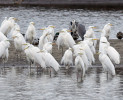 Volavka bílá (Ardea alba) je druhem, jehož počty v České republice neustále rostou. Ptáci ve svatebních šatech s ozdobným prodlouženým peřím na hřbetě se objevují stále častěji, a tak se zřejmě brzy dočkáme i zahnízdění. V pozadí na obrázku volavka popelavá  (A. cinerea)  a kachna divoká  (Anas platyrhynchos). Foto J. Ševčík