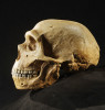 Rekonstrukce klasické lebky západoevropského neandertálce (Homo neanderthalensis). Také tento druh jako takový byl odsouzen k zániku, ale v tomto případě zjišťuje genetika neandertálské sekvence i v genomu naší současné populace. Foto M. Frouz