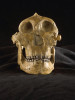 Rekonstrukce lebky robustního (megadontního) australopitéka druhu Australopithecus boisei (OH5 – Olduvai Hominid 5). Jeho přílišná specializace, zejména v oblasti chrupu a čelistního aparátu, ho zřejmě vyloučila z evoluční linie směřující k člověku. Foto M. Frouz