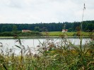 Typická stanoviště některých druhů komplexu paličkovice nachové  (Claviceps purpurea sensu lato). Druh C. arundinis se specializovala na trávy zamokřených lokalit – bezkolenec (Molinia) a rákos (Phragmites). Foto K. Píchová