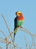 Na akáciích vyhlíží kořist mandelík fialovoprsý (Coracias caudatus).   Foto J. Valenta