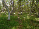 Suchý les s převahou habru východního (Carpinus orientalis) a kostřavy  horské (Festuca drymeja). Foto P. Novák