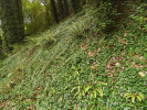 Suťový les s porosty břečťanu  Pastuchova (Hedera pastuchovii). Foto P. Novák