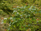 Hyrkánsko-východokavkazský javor sametový (Acer velutinum), erbovní druh suťových lesů Východního Kavkazu. Foto P. Novák