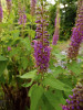 Ožanka Teucrium hyrcanium zdobí ve vrcholném létě lesní lemy. Foto P. Novák