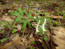 Dymnivka Corydalis angustifolia – jeden z druhů typických pro jarní aspekt kavkazských hájů. Foto P. Novák