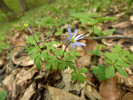 Sasanka  Anemone caucasica – jeden z druhů typických pro jarní aspekt kavkazských hájů. Foto P. Novák